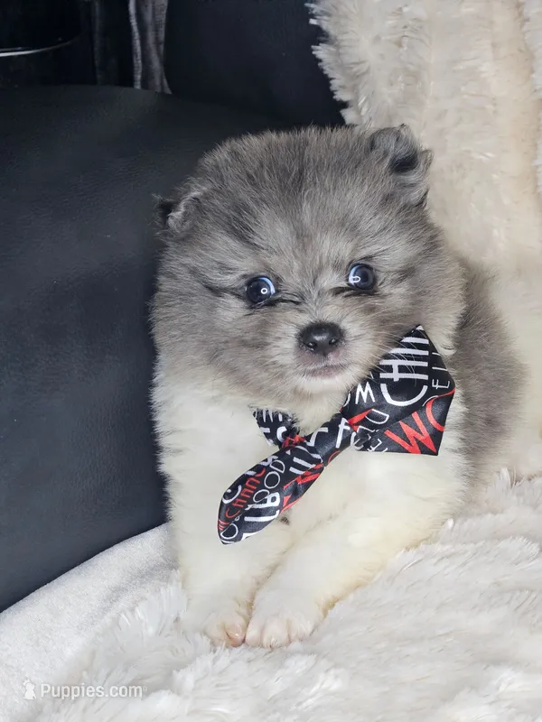 Eggs, a male Pomeranian for sale in Laredo, TX – 1 of 3