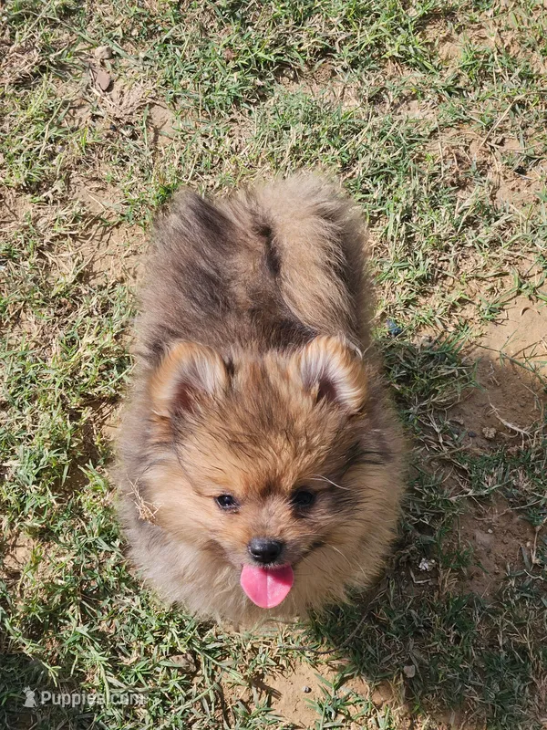 Waffle – Pomeranian puppy for sale in Laredo, TX