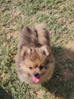 Waffle, a male Pomeranian for sale in Laredo, TX – 1 of 2