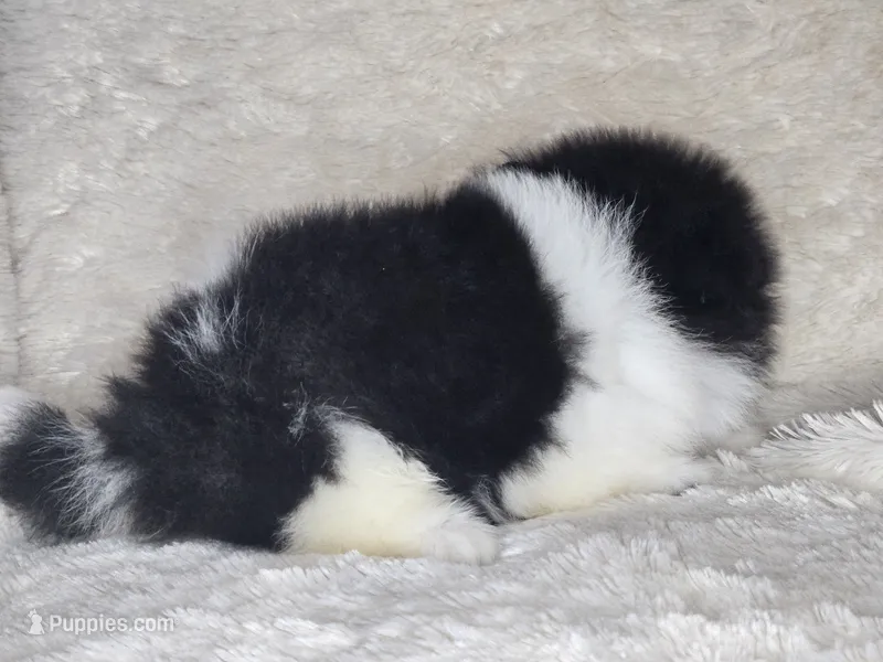 AKC Bridgette – Pomeranian puppy for sale in Laredo, TX