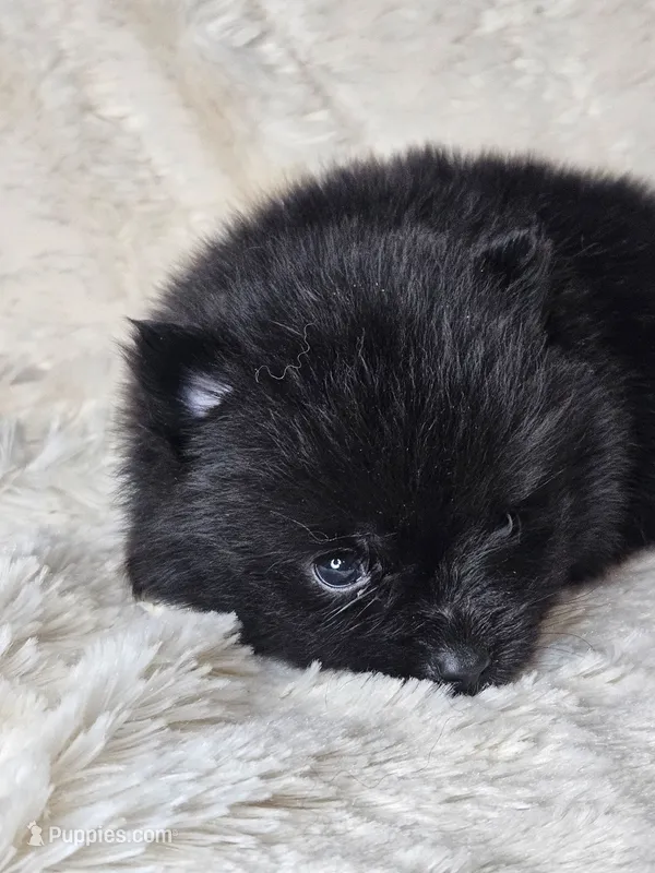 Toast, a female Pomeranian for sale in Laredo, TX – 1 of 3