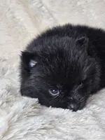 Toast, a female Pomeranian for sale in Laredo, TX – 1 of 3