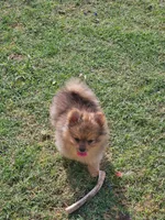 Waffle, a male Pomeranian for sale in Laredo, TX – 2 of 2