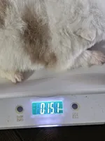 Jasper, a male Pomeranian for sale in Laredo, TX – Photo 5 of 7