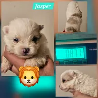 Jasper, a male Pomeranian for sale in Laredo, TX – Photo 4 of 7