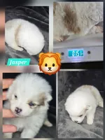 Jasper, a male Pomeranian for sale in Laredo, TX – Photo 3 of 7