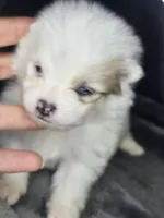 Jasper, a male Pomeranian for sale in Laredo, TX – Photo 6 of 7