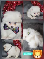 Jasper, a male Pomeranian for sale in Laredo, TX – Photo 2 of 7