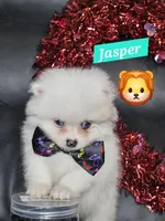 Jasper, a male Pomeranian for sale in Laredo, TX – Photo 7 of 7