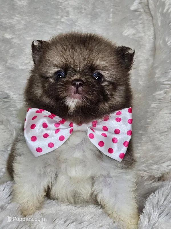 Pancake – Pomeranian puppy for sale in Laredo, TX