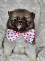 Pancake mini, a male Pomeranian for sale in Laredo, TX – 1 of 5