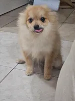 Quil, a male Pomeranian for sale in Laredo, TX – 2 of 4