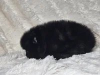 Toast, a female Pomeranian for sale in Laredo, TX – 3 of 3