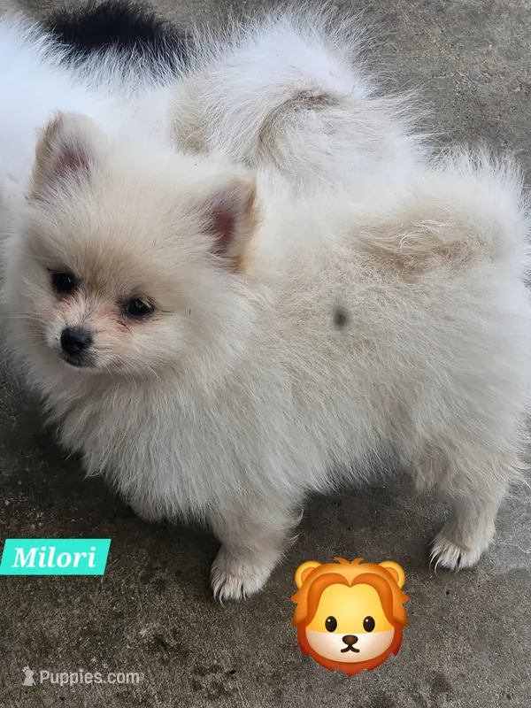 Milori  – Pomeranian puppy for sale in Laredo, TX