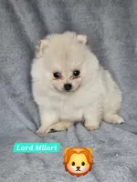 Milori , a male Pomeranian for sale in Laredo, TX – Photo 2 of 2