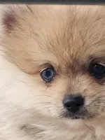 Quil, a male Pomeranian for sale in Laredo, TX – Photo 2 of 7