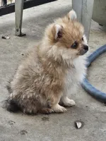 Quil, a male Pomeranian for sale in Laredo, TX – Photo 7 of 7