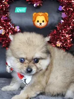 Quil, a male Pomeranian for sale in Laredo, TX – Photo 5 of 7