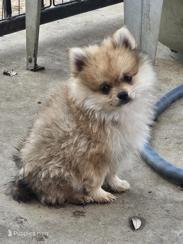 Quil – Pomeranian puppy for sale in Laredo, TX