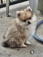 Quil, a male Pomeranian for sale in Laredo, TX – Photo 1 of 7