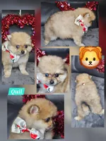 Quil, a male Pomeranian for sale in Laredo, TX – Photo 4 of 7