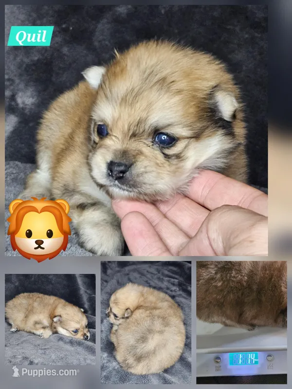 Quil – Pomeranian puppy for sale in Laredo, TX