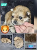 Quil, a male Pomeranian for sale in Laredo, TX – Photo 3 of 7