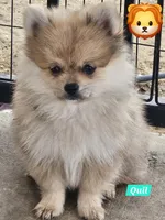 Quil, a male Pomeranian for sale in Laredo, TX – Photo 6 of 7
