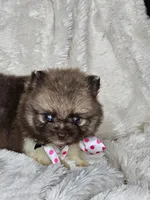 Pancake mini, a male Pomeranian for sale in Laredo, TX – 4 of 5