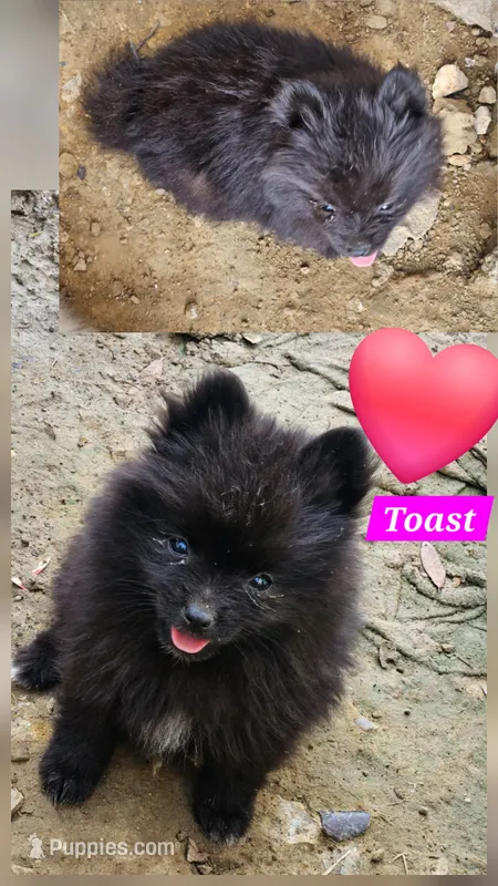 Toast – Pomeranian puppy for sale in Laredo, TX