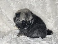 Hashbrown, a female Pomeranian for sale in Laredo, TX – 3 of 3