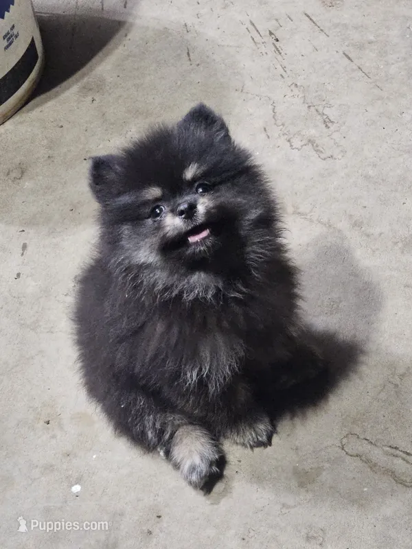 AKC Bruno – Pomeranian puppy for sale in Laredo, TX