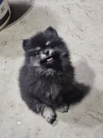 AKC Bruno, a male Pomeranian for sale in Laredo, TX – 1 of 2