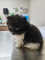 AKC Godiva mini, a female Pomeranian for sale in Laredo, TX – 1 of 2