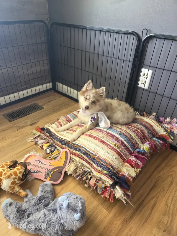 Wynonna – Pomsky puppy for sale in Grayson, KY