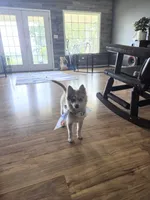 Wynonna, a female Pomsky for sale in Grayson, KY – 2 of 2