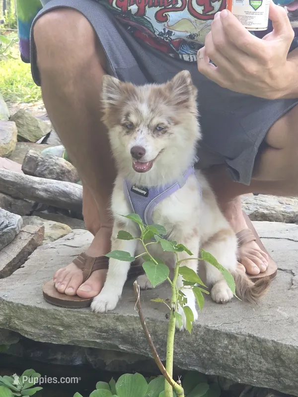Wynonna – Pomsky puppy for sale in Grayson, KY