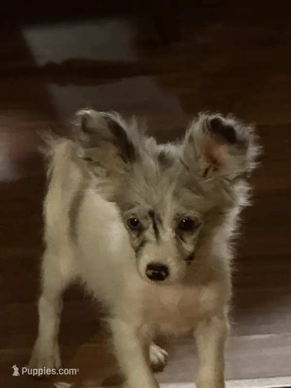 Silverbelle – Pomapoo, Pomeranian puppy for sale in Canton, TX