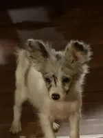Silverbelle, a female Pomapoo and Pomeranian for sale in Canton, TX – 4 of 4