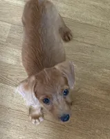 Rascal, a male Chihuahua and Chipoo for sale in Canton, TX – 2 of 2