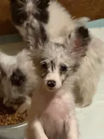 Silverbelle, a female Pomapoo and Pomeranian for sale in Canton, TX – 2 of 4