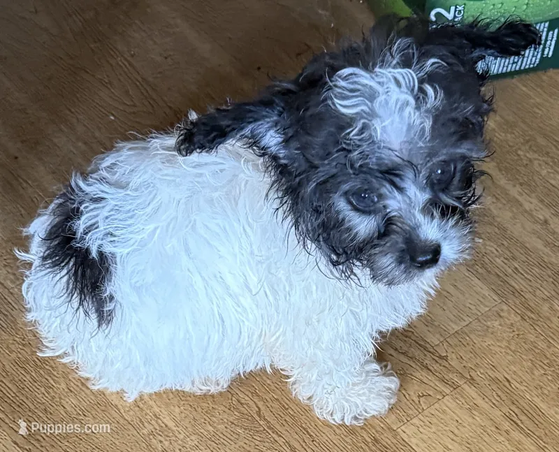 Teddy – Poodle - Toy , Miniature Aussiedoodle puppy for sale in Canton, TX