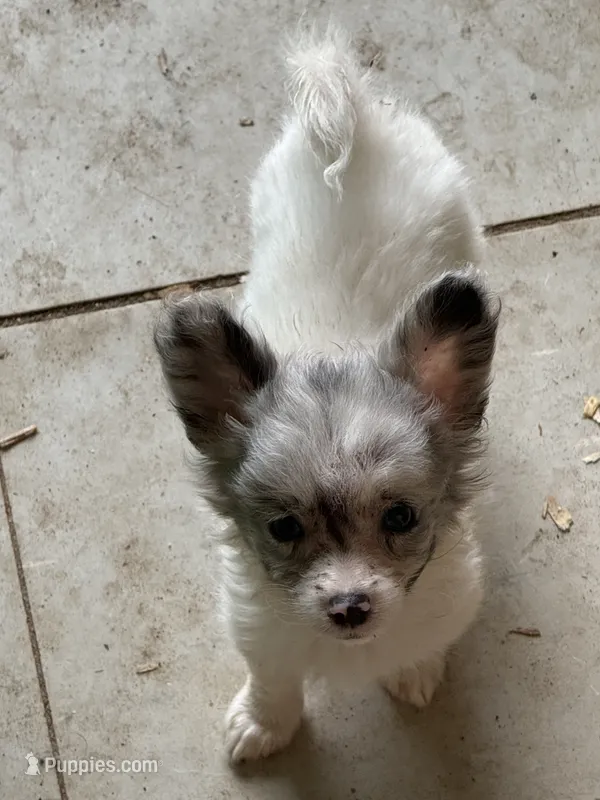 Silverbelle – Pomapoo, Pomeranian puppy for sale in Canton, TX