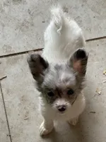 Silverbelle, a female Pomapoo and Pomeranian for sale in Canton, TX – 1 of 1