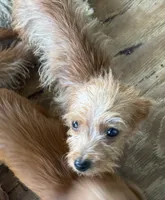 taffy, a female Poodle - Toy  and Chipoo for sale in Canton, TX – 3 of 3