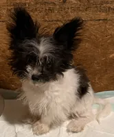 Little diamond, a female Pomapoo and Pomeranian for sale in Canton, TX – 4 of 4