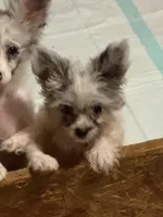 Sugar cube, a female Pomapoo for sale in Canton, TX – 2 of 2