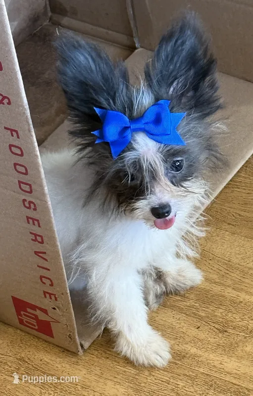 Tatar tot – Pomapoo, Pomeranian puppy for sale in Canton, TX