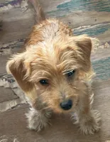taffy, a female Poodle - Toy  and Chipoo for sale in Canton, TX – 2 of 3