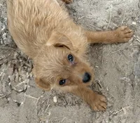 taffy, a female Poodle - Toy  and Chipoo for sale in Canton, TX – 1 of 1